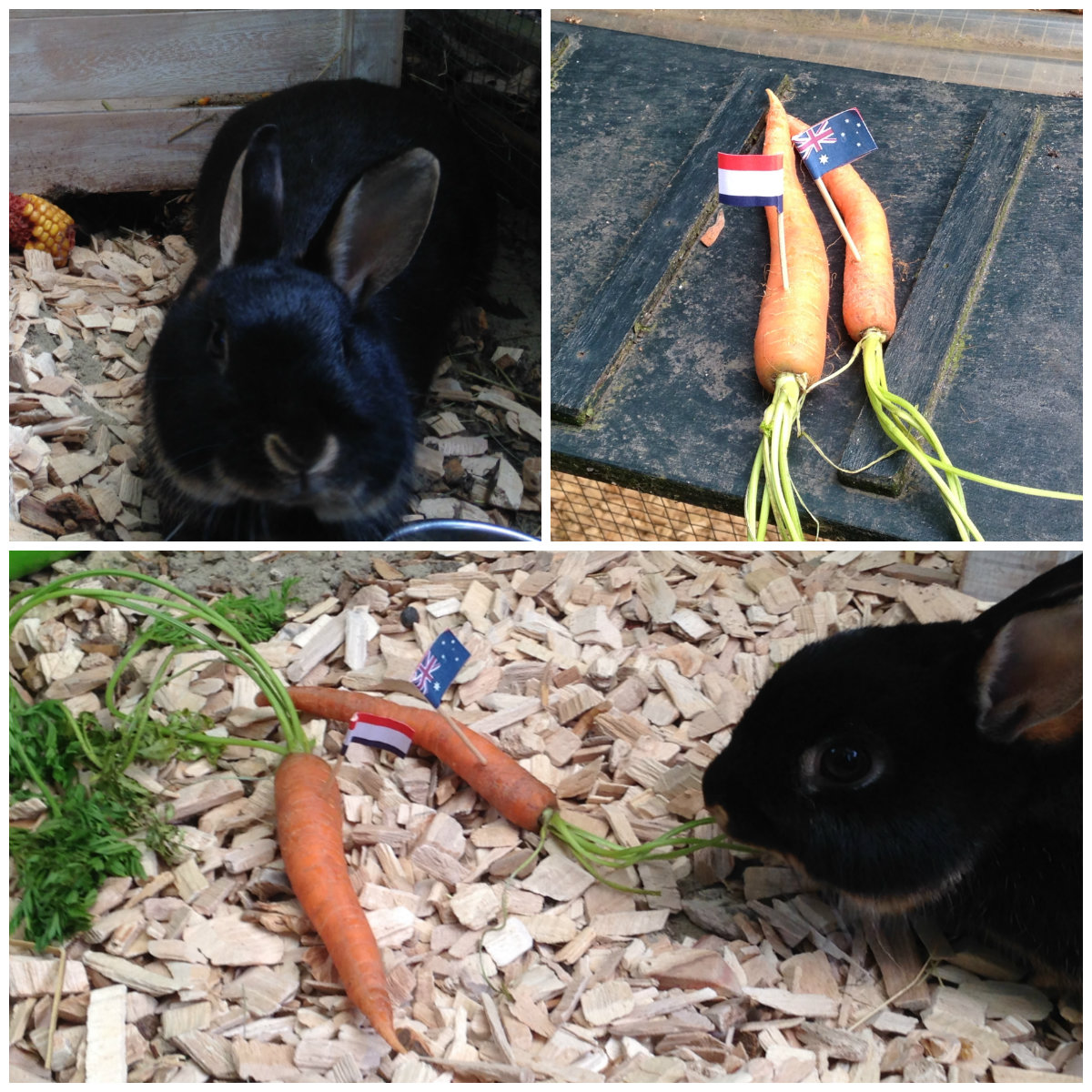 WC2014: Australia vs the Netherlands and what do rabbits think