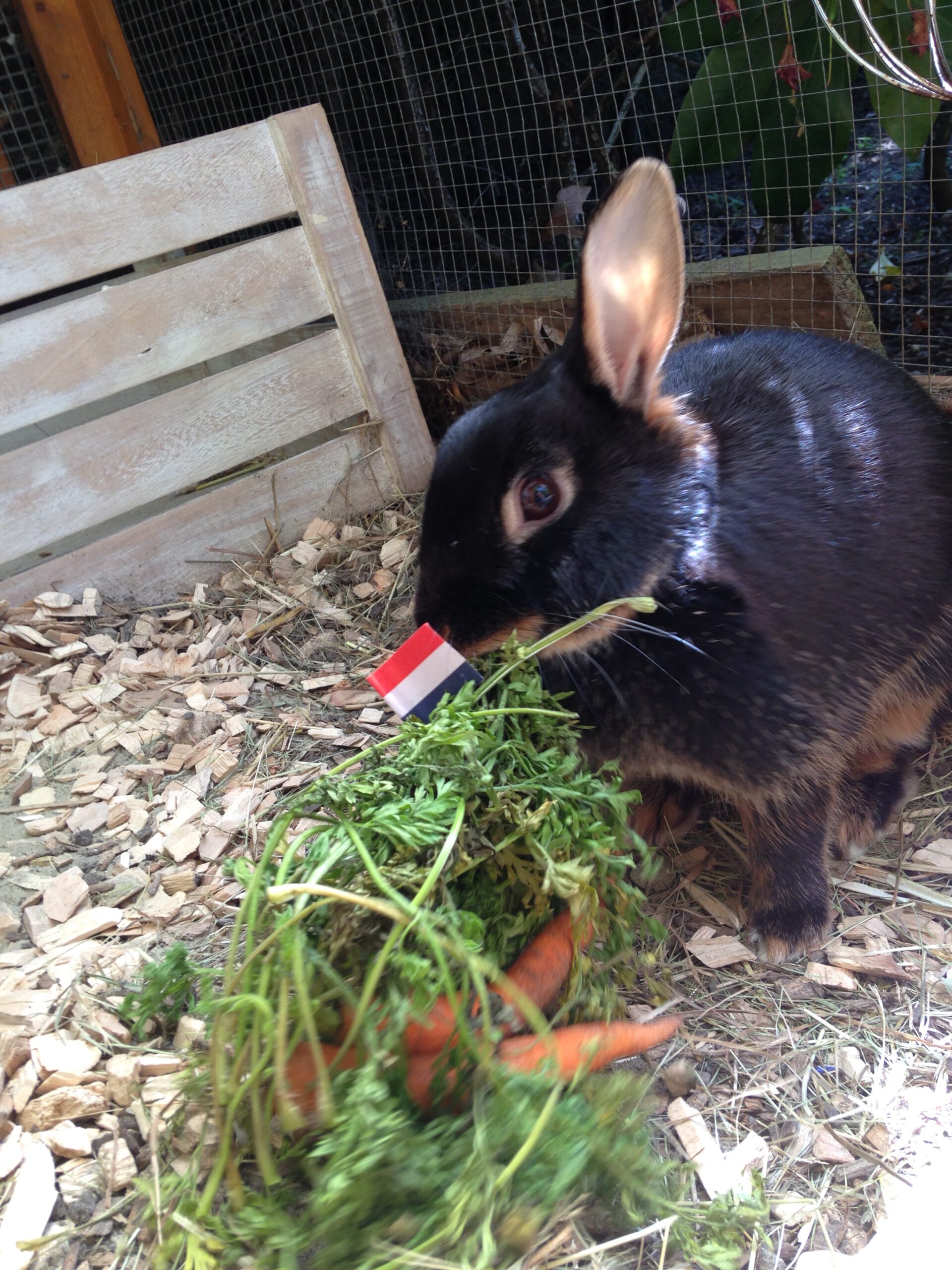 WC2014: Chili against the Netherlands – Nora the rabbit predicts …