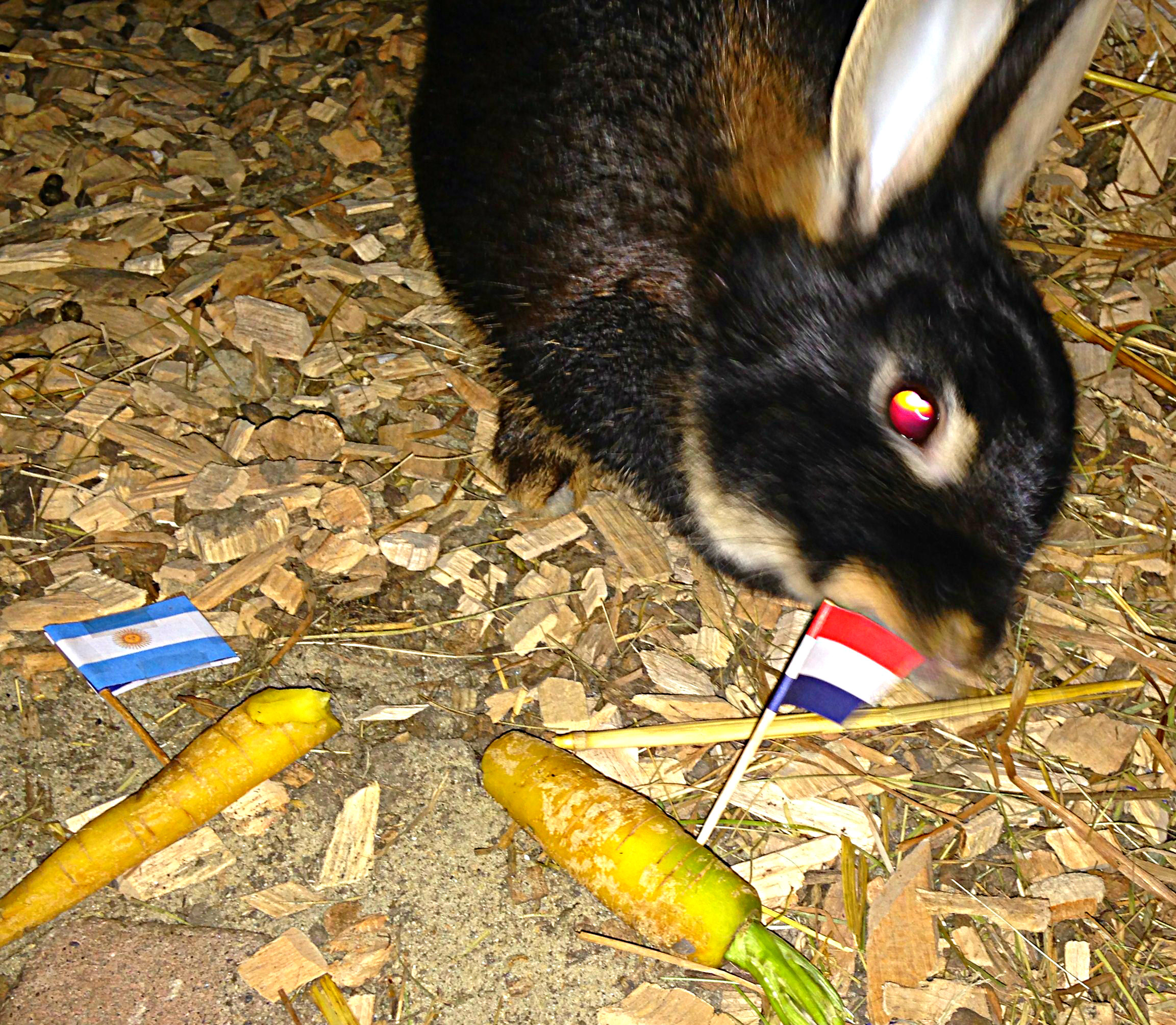Tired of carrots?